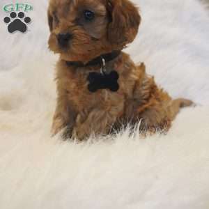 Mars, Cavapoo Puppy