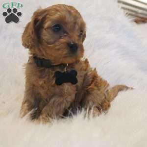Mars, Cavapoo Puppy