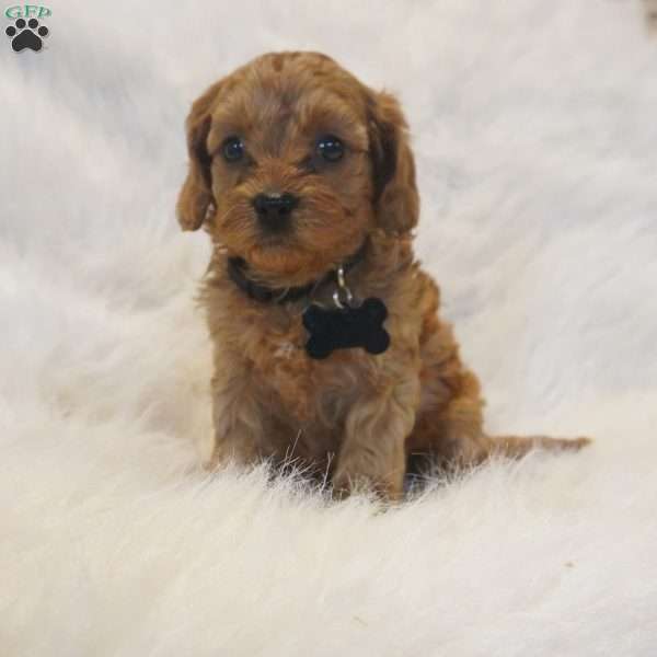 Mars, Cavapoo Puppy