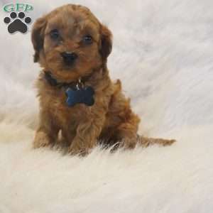 Mars, Cavapoo Puppy