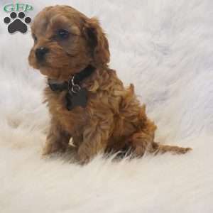 Mars, Cavapoo Puppy