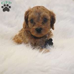 Mars, Cavapoo Puppy