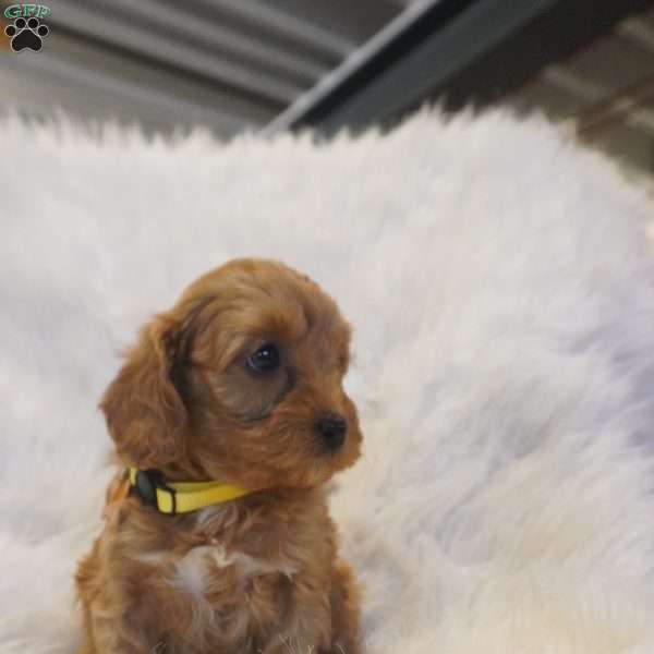 Venus, Cavapoo Puppy