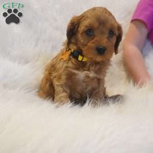 Venus, Cavapoo Puppy