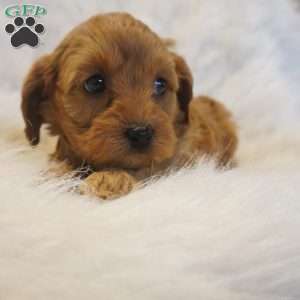 Venus, Cavapoo Puppy