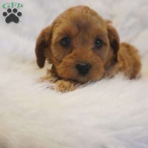 Venus, Cavapoo Puppy