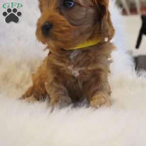 Venus, Cavapoo Puppy