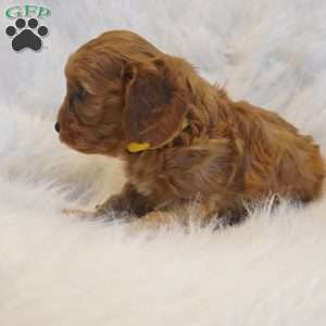 Venus, Cavapoo Puppy