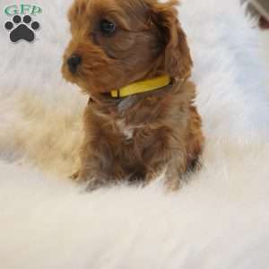 Venus, Cavapoo Puppy