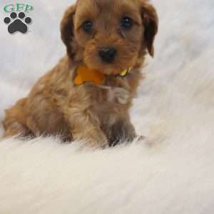 Venus, Cavapoo Puppy