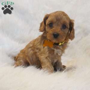 Venus, Cavapoo Puppy