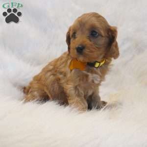 Venus, Cavapoo Puppy