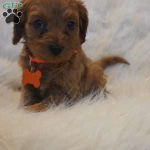 Jupiter, Cavapoo Puppy