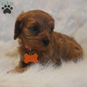 Jupiter, Cavapoo Puppy