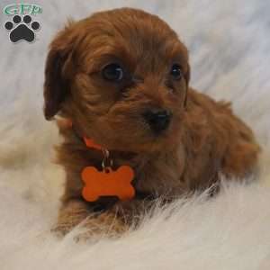 Jupiter, Cavapoo Puppy