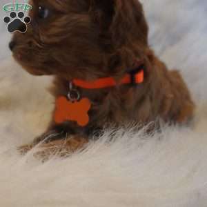 Jupiter, Cavapoo Puppy
