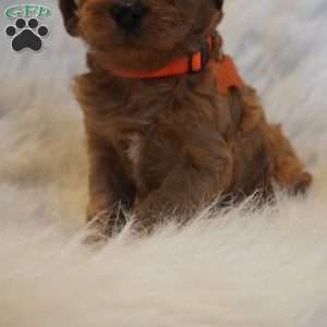 Jupiter, Cavapoo Puppy
