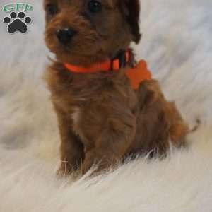Jupiter, Cavapoo Puppy