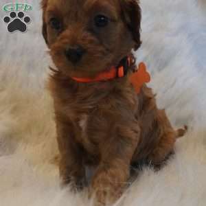 Jupiter, Cavapoo Puppy