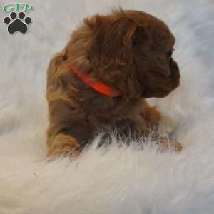 Jupiter, Cavapoo Puppy