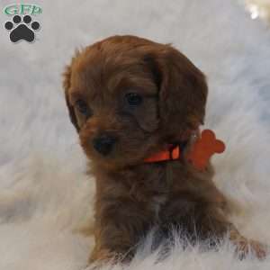 Jupiter, Cavapoo Puppy