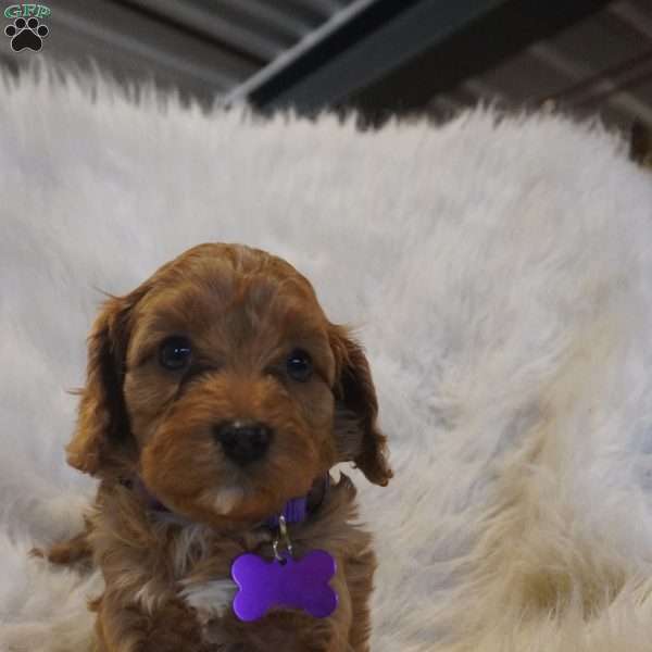 Pluto, Cavapoo Puppy