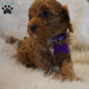 Pluto, Cavapoo Puppy