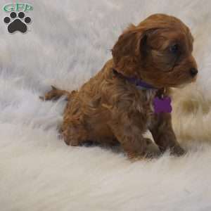 Pluto, Cavapoo Puppy