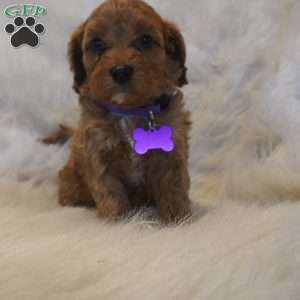 Pluto, Cavapoo Puppy