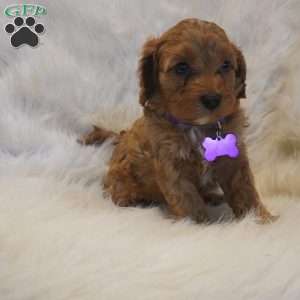 Pluto, Cavapoo Puppy