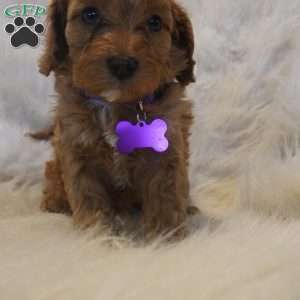 Pluto, Cavapoo Puppy