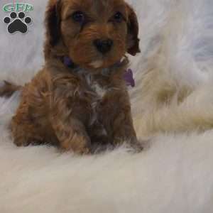 Pluto, Cavapoo Puppy