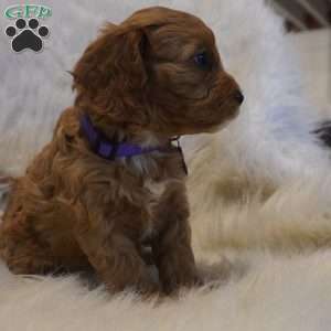 Pluto, Cavapoo Puppy