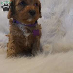 Pluto, Cavapoo Puppy