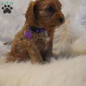Pluto, Cavapoo Puppy