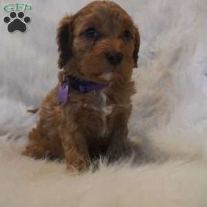 Pluto, Cavapoo Puppy