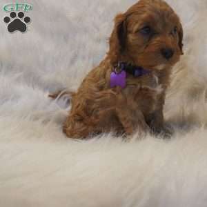 Pluto, Cavapoo Puppy