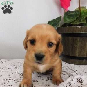 Xia (mini), Dachshund Puppy