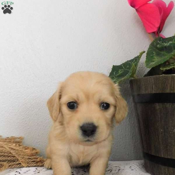 Xandra (mini), Dachshund Puppy