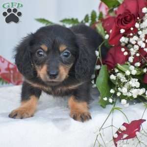 Abigail-Mini, Dachshund Puppy