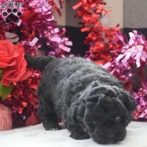 Tessa – F1, Shih-Poo Puppy