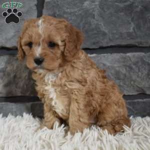 Theo, Cavapoo Puppy