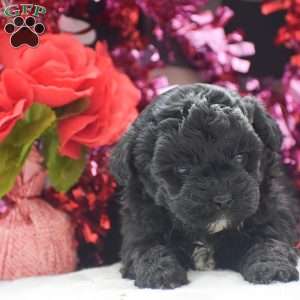 Tessa – F1, Shih-Poo Puppy