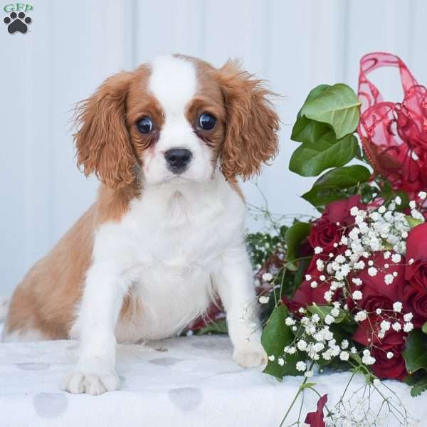 Kalvin, Cavapoo Puppy