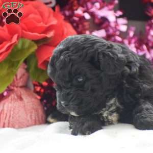 Tessa – F1, Shih-Poo Puppy