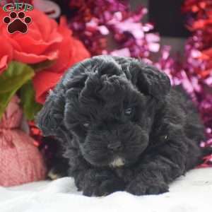 Tessa – F1, Shih-Poo Puppy