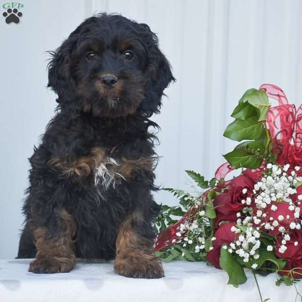 Marvin, Cockapoo Puppy