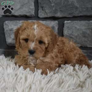 Theo, Cavapoo Puppy