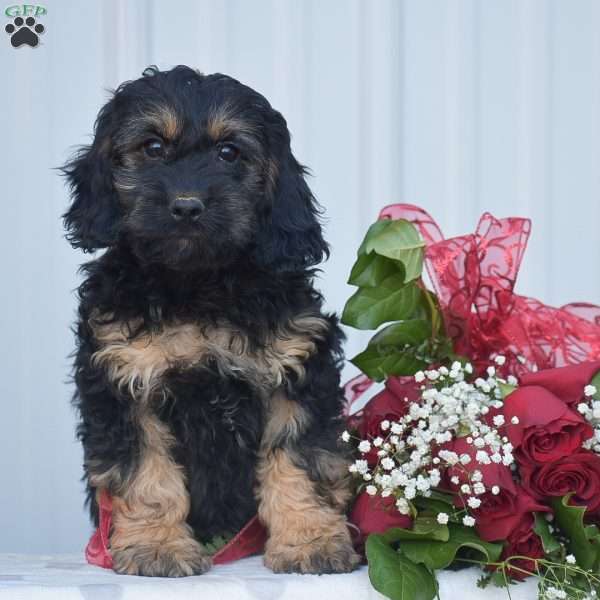 Matt, Cockapoo Puppy