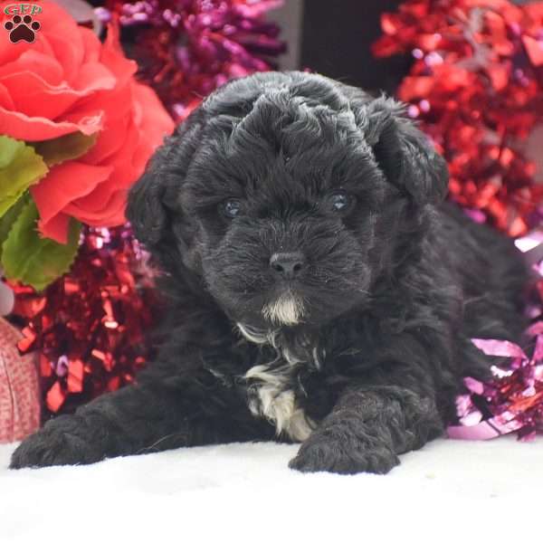 Tessa – F1, Shih-Poo Puppy